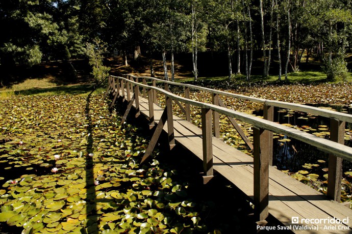 parque saval - laguna de lotos