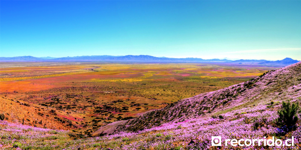 Desierto Florido