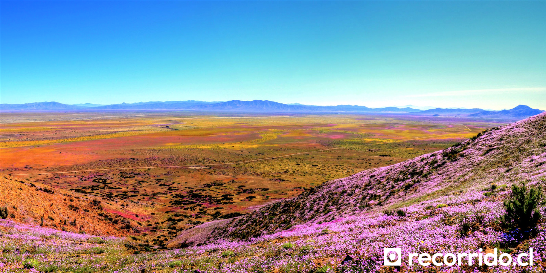 Desierto Florido