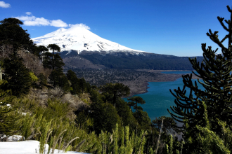 Bosque de araucarias Parque Conguillío