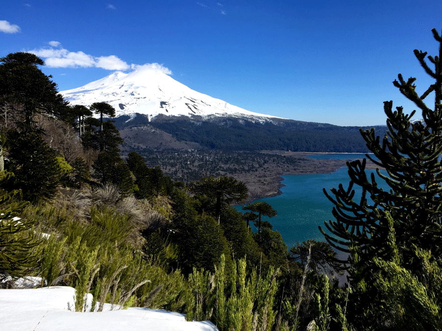 Bosque de araucarias Parque Conguillío